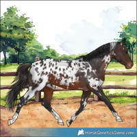 Horse Color:White Spotted Brown Appaloosa 