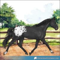 Horse Color:Black Appaloosa 