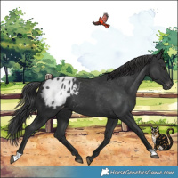 Horse Color:Black Appaloosa 
