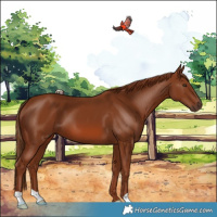 Horse Color:Chestnut 
