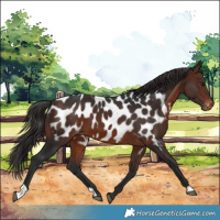 Horse Color:Brown Near Leopard 