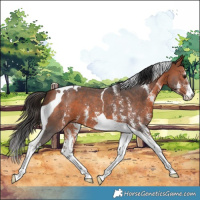 Horse Color:Bay Sabino Tobiano