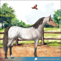 Horse Color:Bay Roan Appaloosa