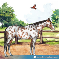 Horse Color:Bay Sabino Near Leopard Rabicano 