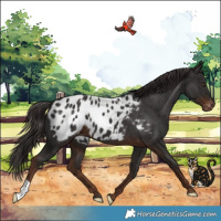 Horse Color:Liver Chestnut Appaloosa 