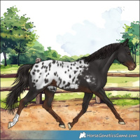 Horse Color:Liver Chestnut Appaloosa 