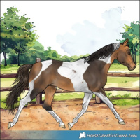 Horse Color:Buckskin Tobiano 