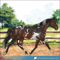 Horse Color:White Spotted Brown 