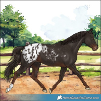 Horse Color:Liver Chestnut Appaloosa 