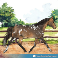 Horse Color:White Spotted Buckskin 