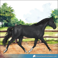 Horse Color:Black 