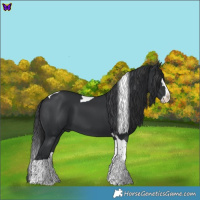 Horse Color:Black Splash Tobiano 