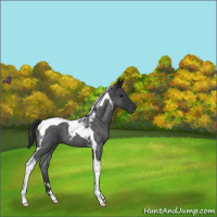 Horse Color:Blue Roan Tobiano