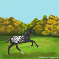 Horse Color:Midnight Classic Cream Champagne Ice Blanket 
