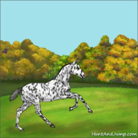 Horse Color:Midnight Smoky Blue Roan Leopard 