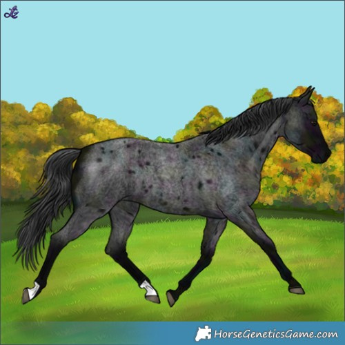 Horse Color:Midnight Blue Roan Rabicano 