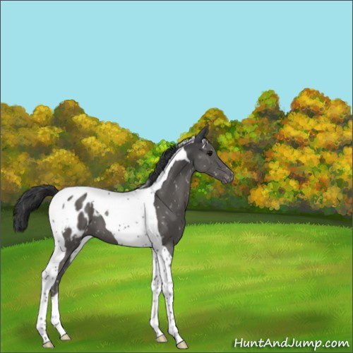 Horse Color:Black Tobiano Appaloosa 