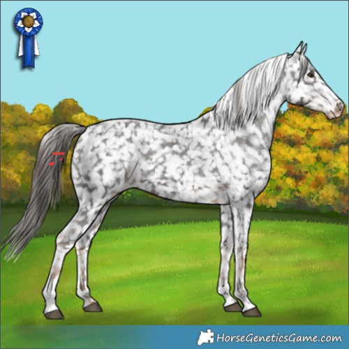 Horse Color:Liver Chestnut Tobiano Appaloosa 
