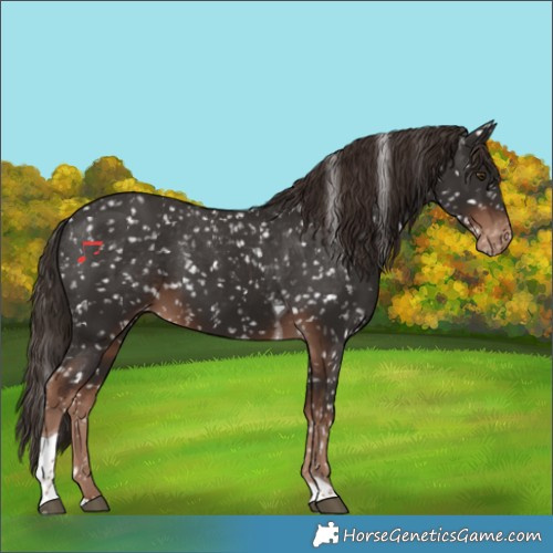 Horse Color:Liver Chestnut Tobiano Appaloosa 