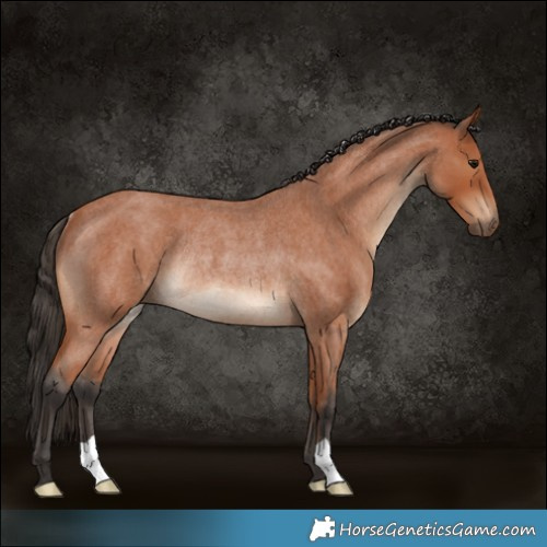 Horse Color:Bay Roan Rabicano