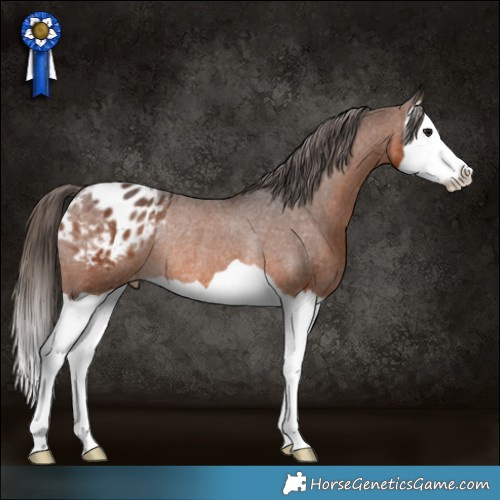Horse Color:Brown Splash Appaloosa Rabicano 
