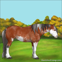 Horse Color:Bay Sabino Rabicano  and Bay Sabino Rabicano 