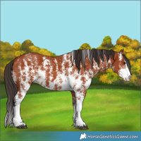 Horse Color:Bay Sabino Rabicano and Bay Sabino Rabicano