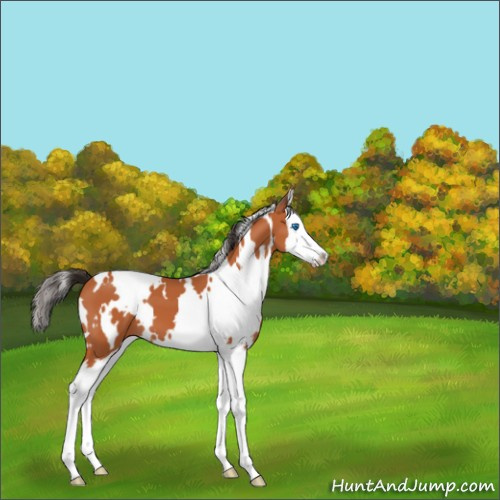 Horse Color:White Spotted Bay Splash 