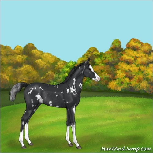 Horse Color:White Spotted Black Splash Rabicano 