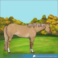 Horse Color:Chocolate Palomino Dun 