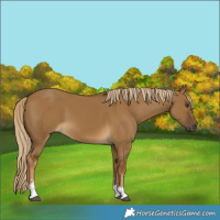 Horse Color:Chocolate Palomino Dun 