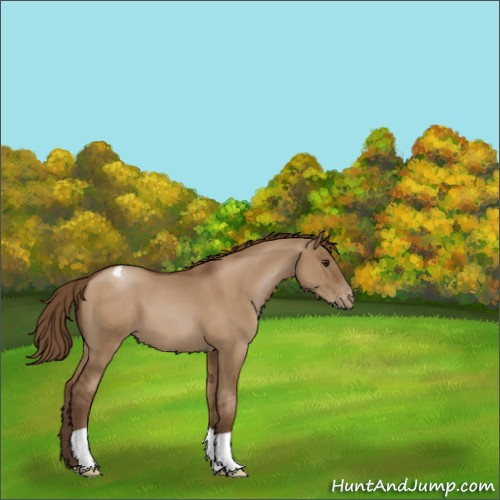 Horse Color:Gray Grullo Pearl Appaloosa 