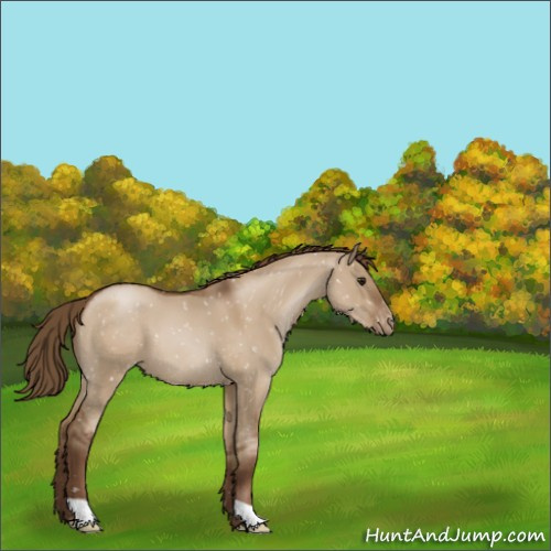 Horse Color:Gray Grullo Pearl Appaloosa 