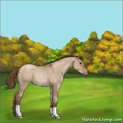 Horse Color:Gray Grullo Pearl Appaloosa 