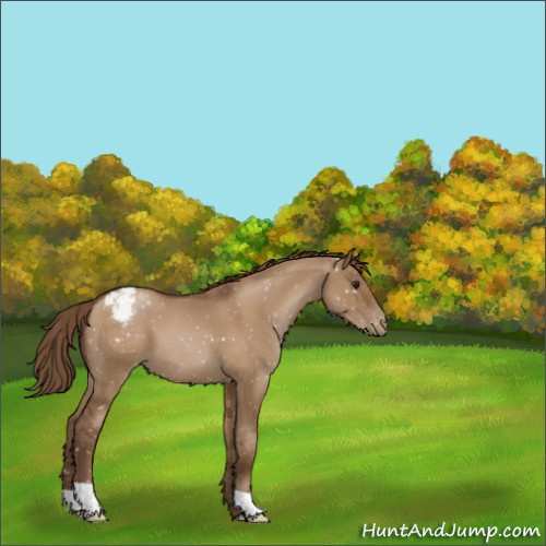 Horse Color:Gray Grullo Pearl Appaloosa 