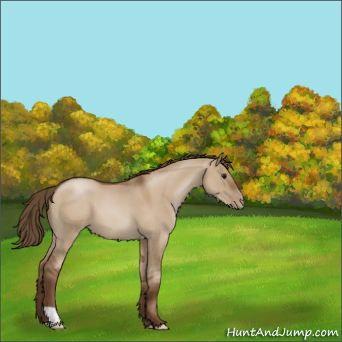 Horse Color:Gray Grullo Pearl 