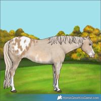 Horse Color:White Spotted Chocolate Palomino Dun Appaloosa 