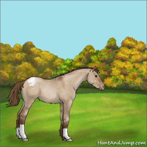 Horse Color:Gray Grullo Pearl Appaloosa 