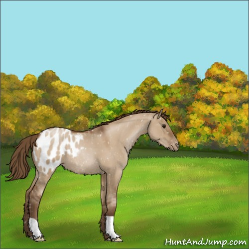 Horse Color:Gray Grullo Pearl Appaloosa 
