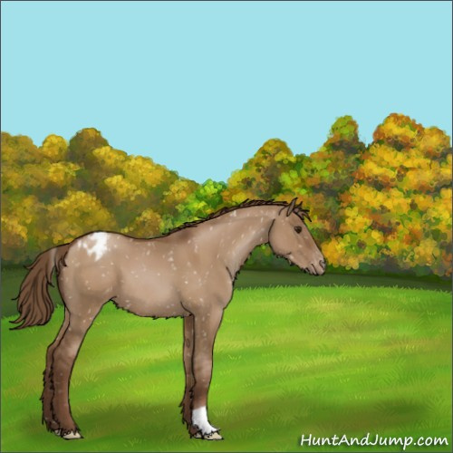 Horse Color:Gray Grullo Pearl Appaloosa 