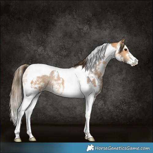 Horse Color:Buckskin Sabino Tobiano Appaloosa Rabicano