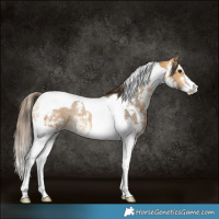 Horse Color:Buckskin Sabino Tobiano Appaloosa Rabicano 
