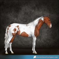 Horse Color:Silver Brown Tobiano Appaloosa Rabicano