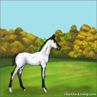 Horse Color:Midnight Blue Roan Appaloosa Rabicano