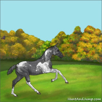 Horse Color:Blue Roan Tobiano 