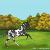 Horse Color:White Spotted Liver Chestnut Rabicano 