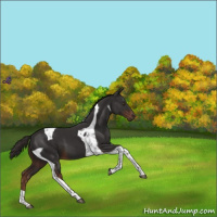 Horse Color:Liver Chestnut Tobiano