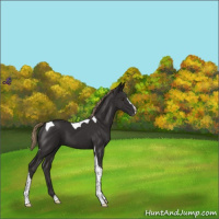 Horse Color:Liver Chestnut Sabino Tobiano 