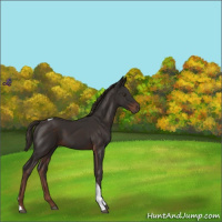 Horse Color:Liver Chestnut Tobiano