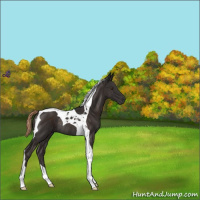 Horse Color:Liver Chestnut Tobiano Rabicano 